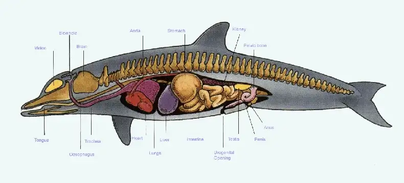 the Anatomy of a dolphin