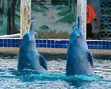 pink dolphins dancing