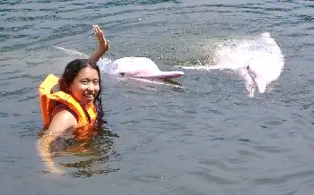 Indo-Pacific Humpback dolphins