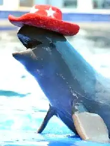 irrawaddy dolphins always have fun