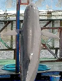 Irrawady Dolphin