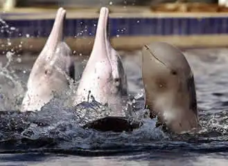 pink dolphins and irrawaddy dolphin