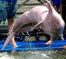 Pink Dolphin or Indo-Pacific Humpback dolphin